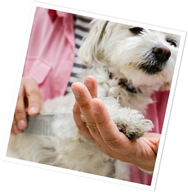 Hund im Bielefell Hundesalon