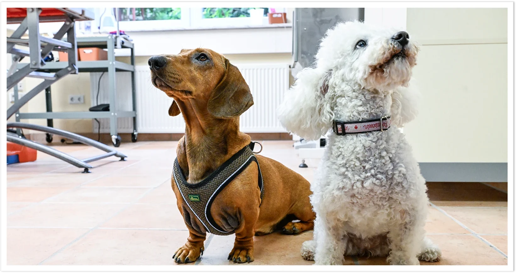 Hund nach dem Baden im Bielefell Hundesalon